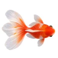 白い尾びれの赤い金魚