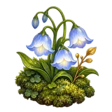 守った庭に咲く白青の花
